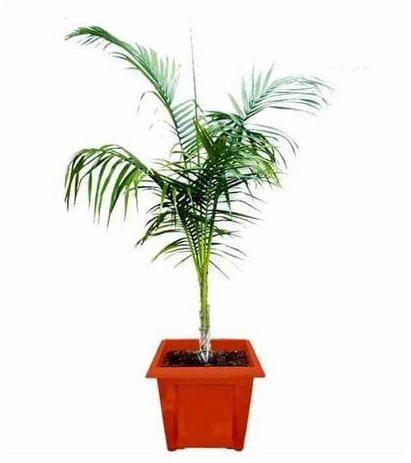 Palm Plant, for Nursery