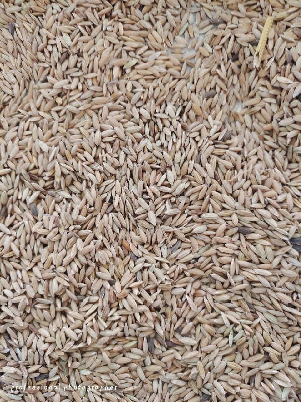 Organic Paddy Seeds