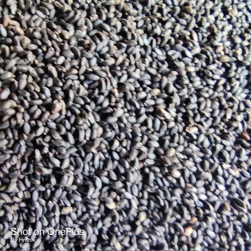 Tulsi Seeds