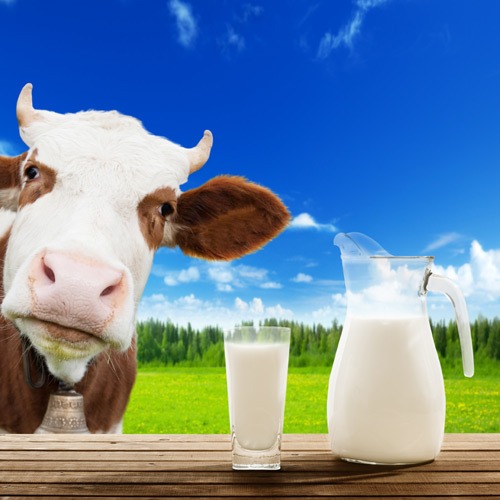 Fresh Cow Milk, Purity : 100%