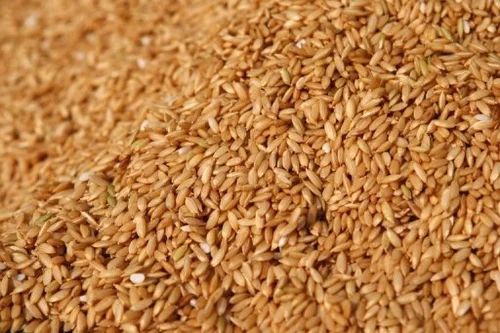 1121 Basmati Rice Seeds
