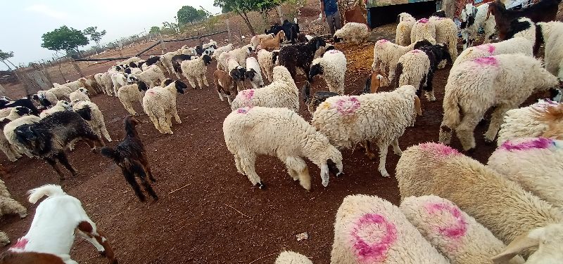  5000 sheep feed, Shelf Life : 2 Year