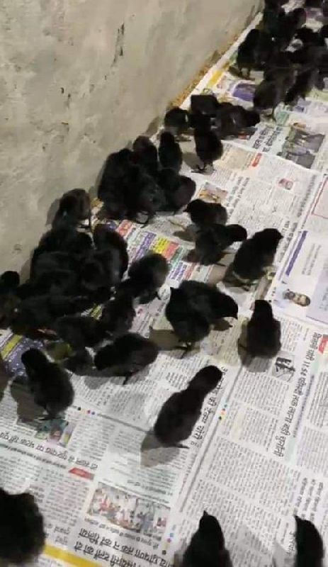 Kadaknath chick