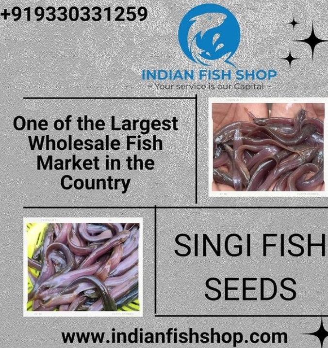 Singi fish seeds