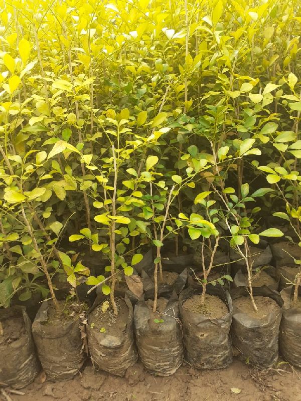 Kamini plants, for Decoration, Gardening, Length : 0-10ft