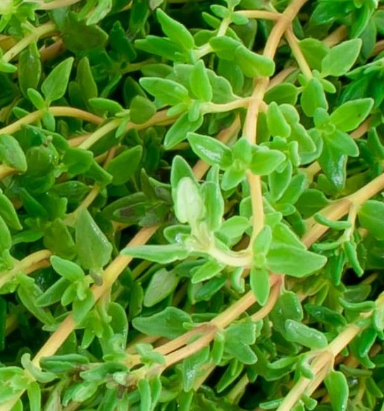 Green Fresh Thyme Leaves Manjushree Plantations Ltd, Hosur, Tamil Nadu