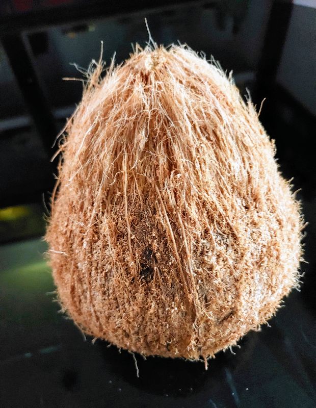 Hard Natural Semi-husked Coconut, for Freshness, Available Grades : A Grade