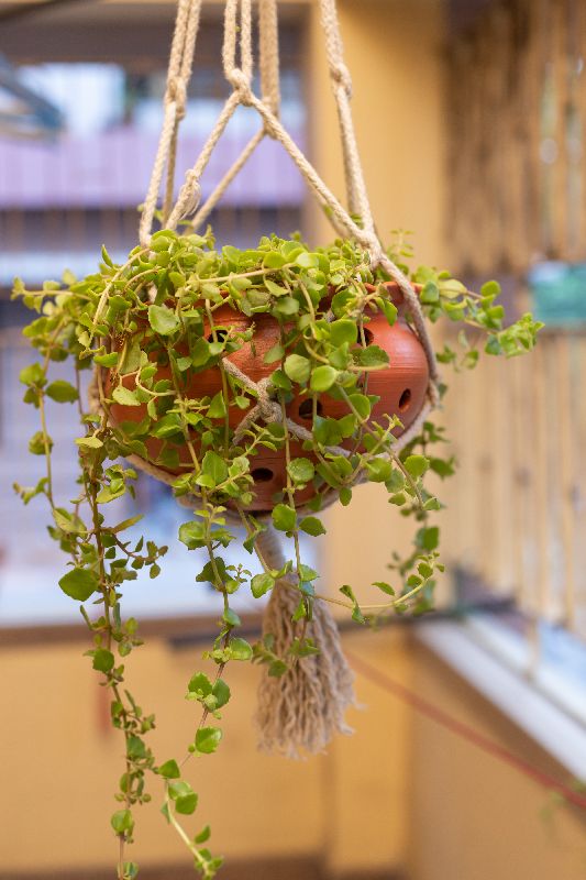 balcony hanging terracotta orchid planter