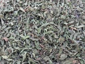 Ocimum Gratissimum / Ram Tulsi Leaves, Style : Dried