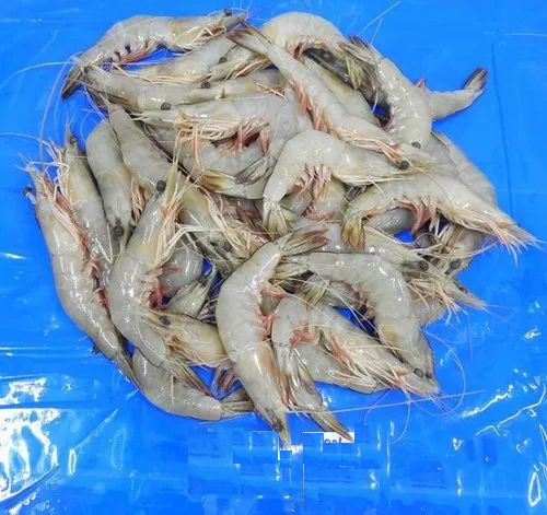 Block Frozen Shrimp