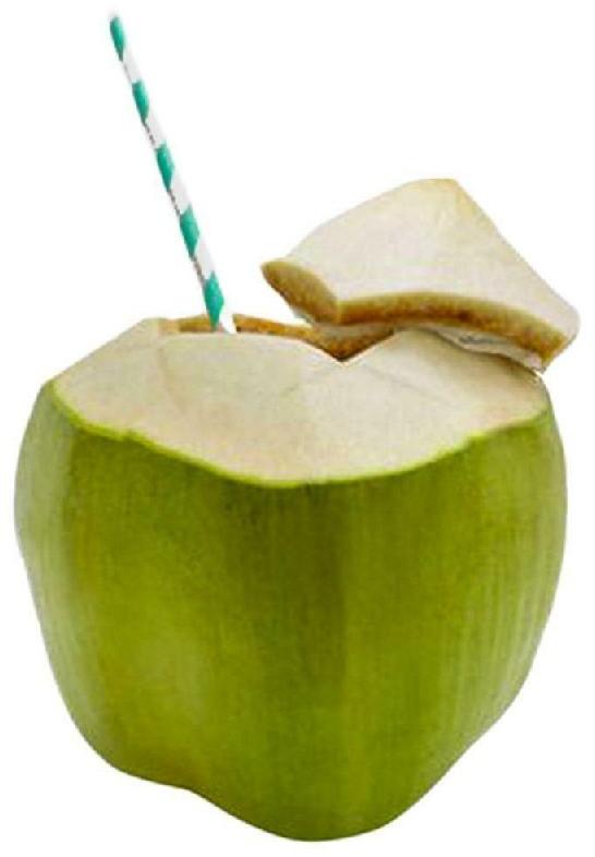 Natural tender coconut, for Freshness, Good Taste, Packaging Type : Gunny Bags