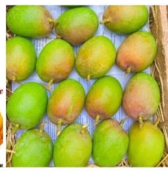 Organic mango fruit, for Human Consumption, Packaging Type : Wooden box packing