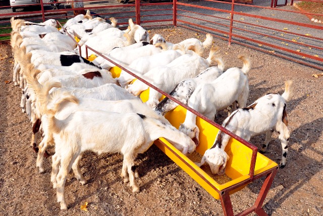 Goat Farming service