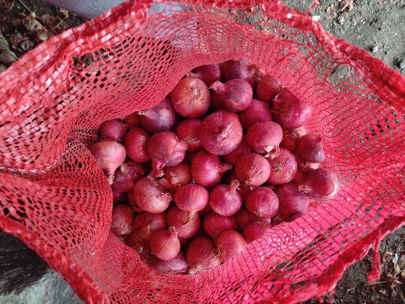 Fresh red onion