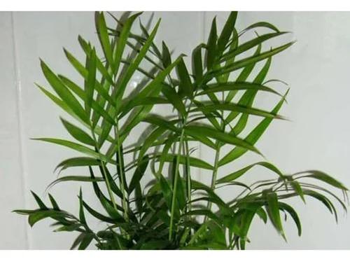 Chamaedorea Palm Plant, Size : 2 to 10 Foot