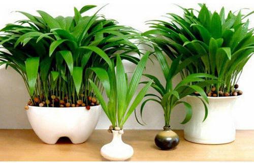 Chinese Palm Plant, Size : 2 to 10 Foot