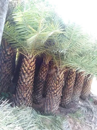 Date Palm Plant, for Garden, Color : Green