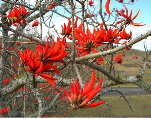 Erythrina Flower Plant, Size : 2 To 10 Foot