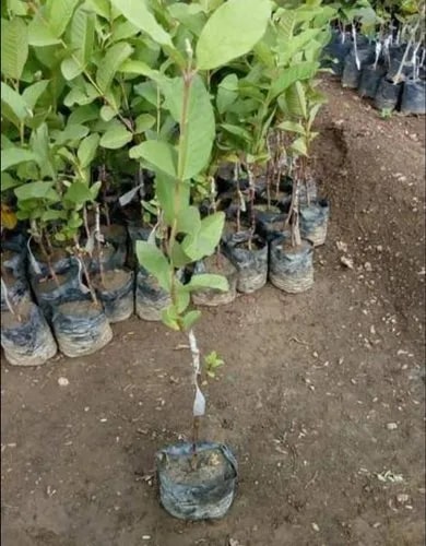 Fresh Guava Plant, Variety : Vnr, L49
