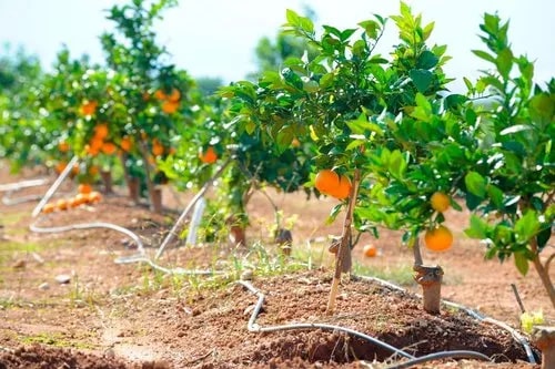 Fresh Orange Plant, Color : Green