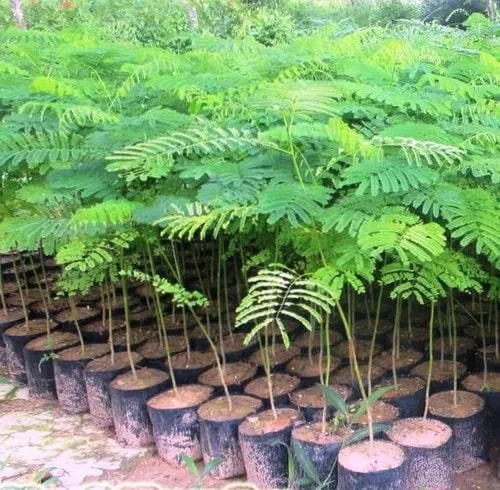 Organic Gulmohar Plant, Color : Green