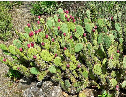 Prickly Pear Plant, for Plantation
