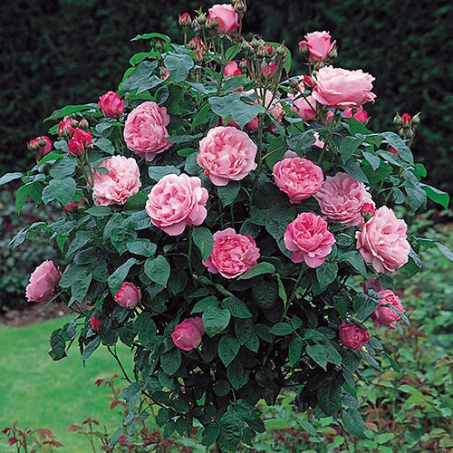 Rose Flower Plant, Color : Pink, Red