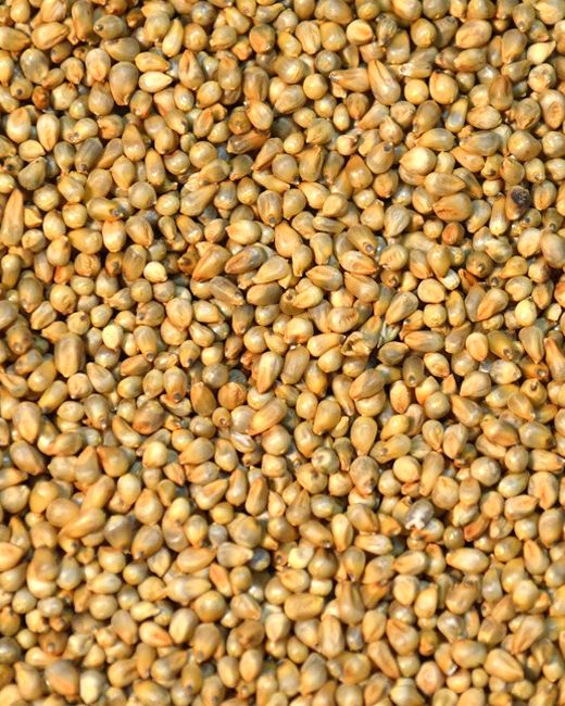 Natural Millet Seeds, Packaging Type : Plastic Bag