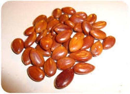 Natural Amaltas Seeds, for Medicinal, Grade Standard : Medicine Grade
