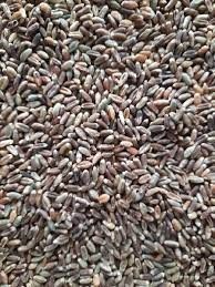 Black Wheat Seeds, for Medicine