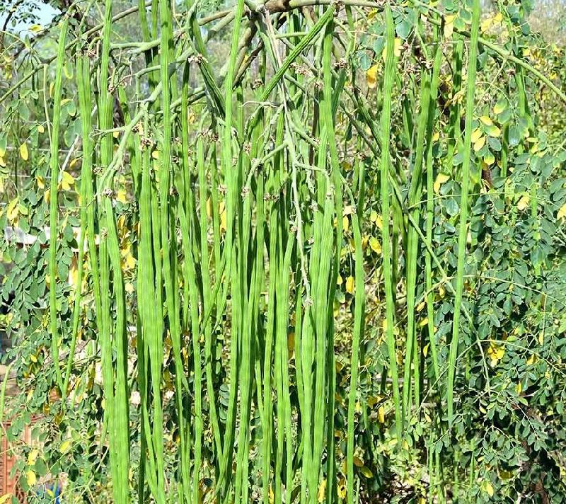 Organic Moringa Drumstick Plants, for Medicinal, Style : Fresh