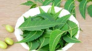 Neem Leaves, for Medicine, Form : Leaf