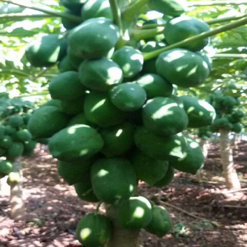 papaya plant