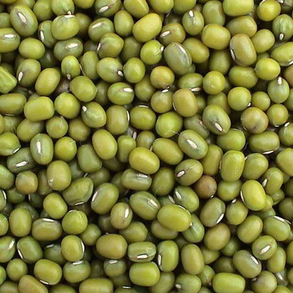 Organic mung beans, Packaging Type : Plastic Bag