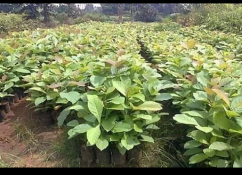 Teak Plants