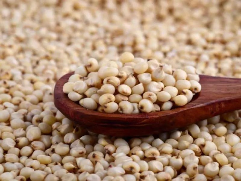 Common White Sorghum Seeds, Packaging Type : PP Bags