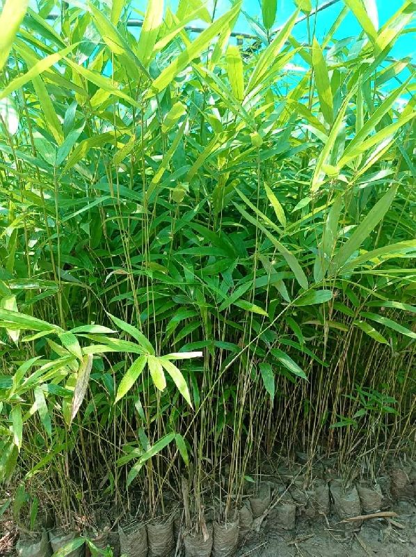 Green Bamboo Plant