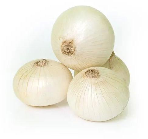 Organic Fresh White Onion, for Snacks, Cooking, Packaging Type : Net Bags