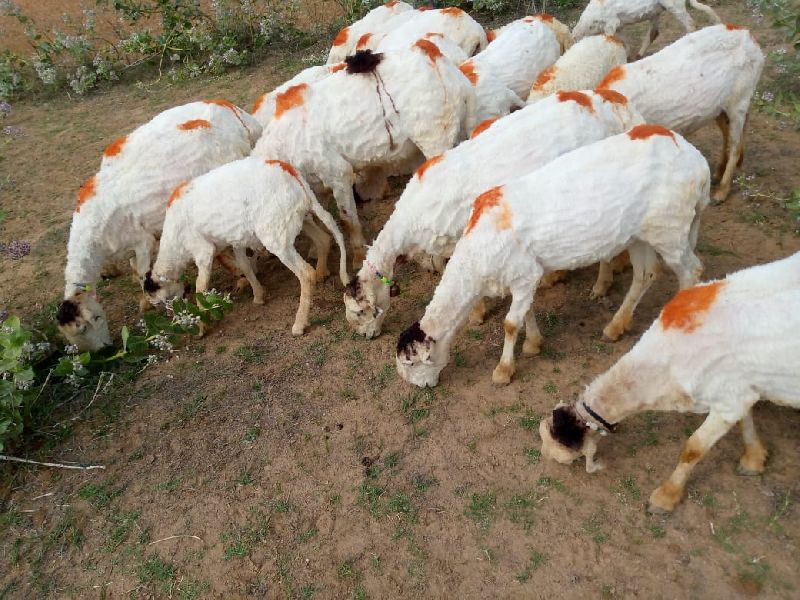 avishan sheep farm