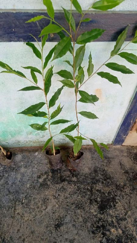 Natural agarwood plant, for Perfumes