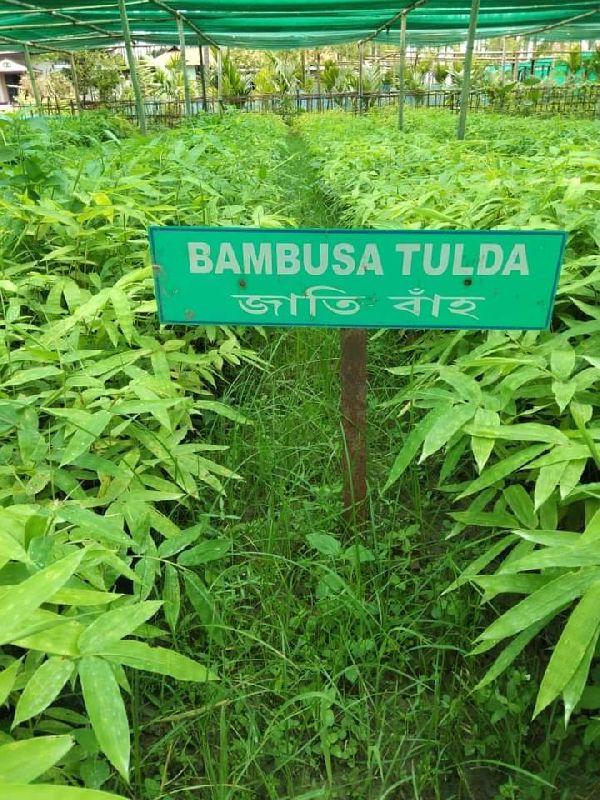 Bambusa Balcooa Plant's bamboo plant, Length : 0-10ft