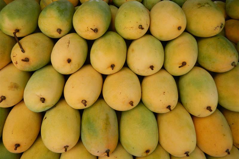 Organic Fresh Neelam Mango, Specialities : Good For Nutritions