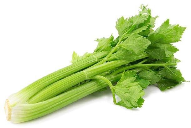 Fresh Celery, Freezing Process : Cold Storage
