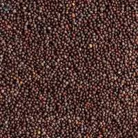 Bharat industry Common black mustard seeds