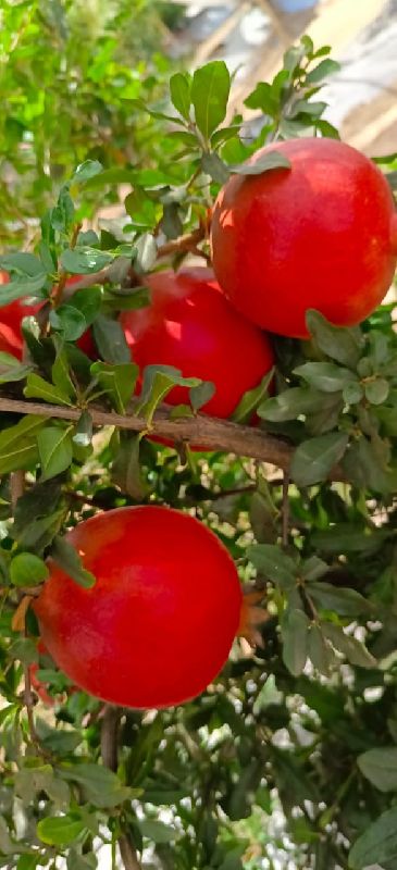 Pomegranate Fruit, Size : 200 Gms Above