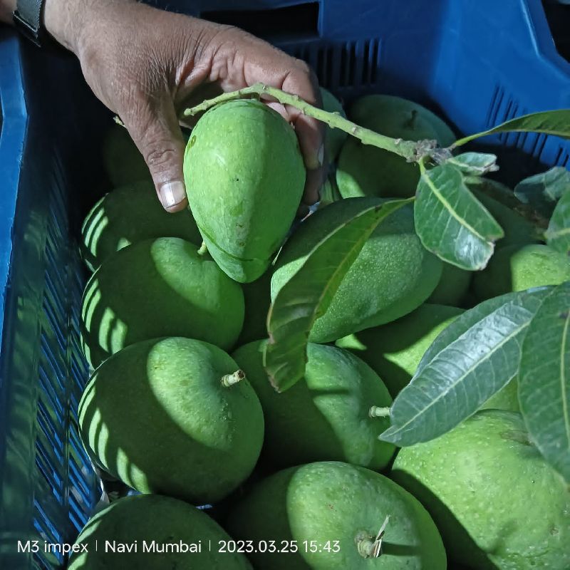 Organic Mangoes, Packaging Size : 5 Kg