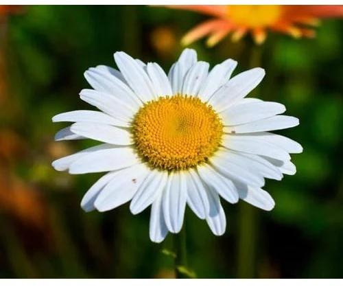 White Gerbera Flower