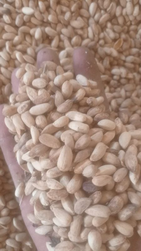 Organic neem seeds, Purity : 100%