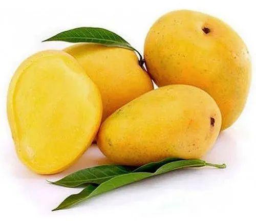 Organic Fresh Mango, for Human Consumption, Certification : FSSAI Certified