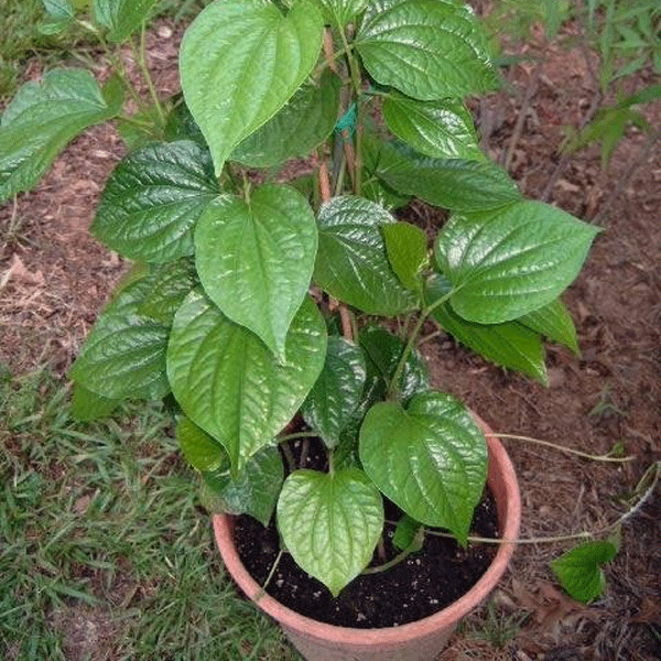 Black Pepper Plant, Usage/Application Plantation The Greenland